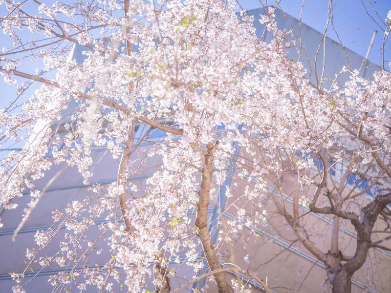 毎年3月中旬〜下旬はテラスの枝垂れ桜が美しい季節です