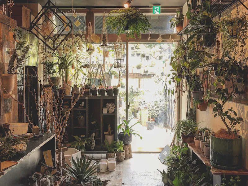 植物は自由に撮影可能です。